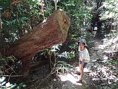 Cairns026