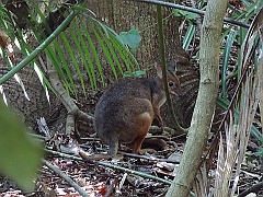 Cairns042