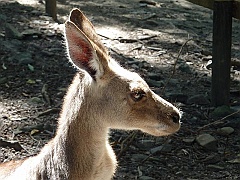 Cairns068