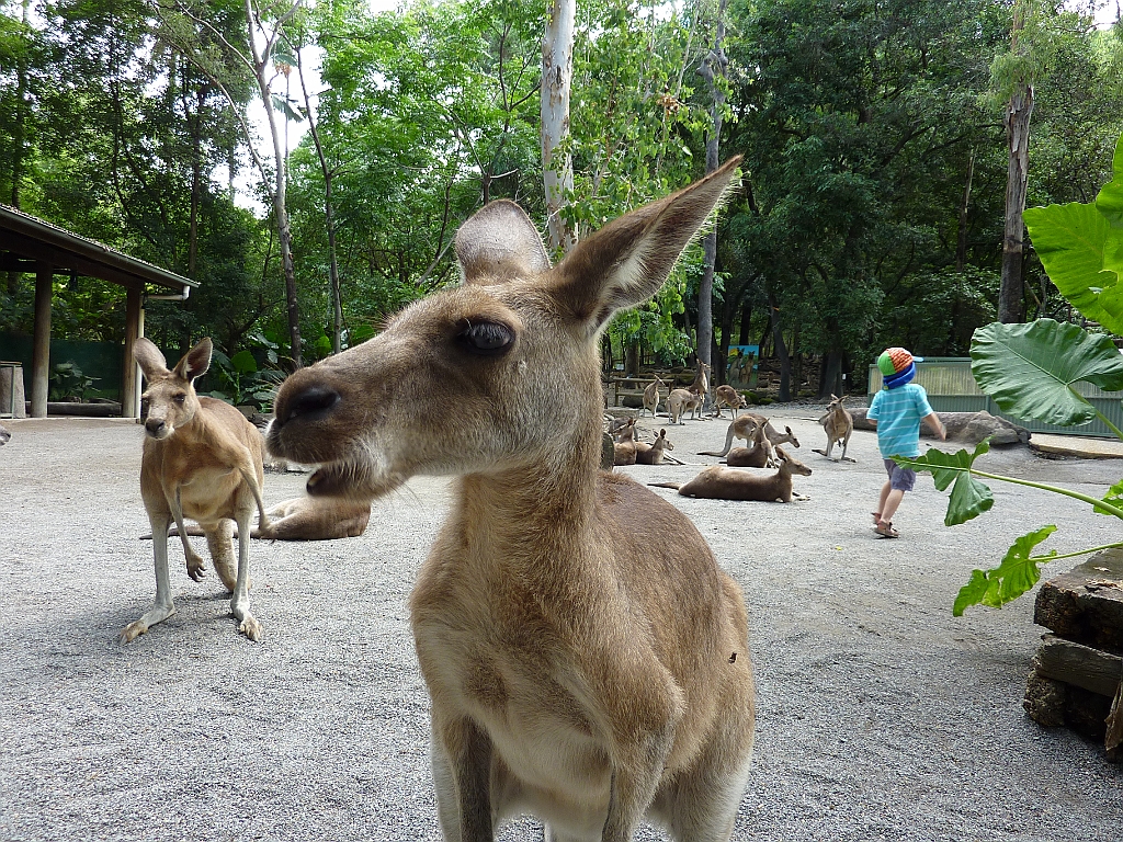 Cairns084.JPG