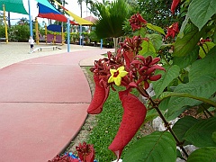 Cairns-Coconut-Resort020