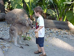 Cairns032