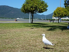 Cairns042