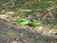 PortDouglas050