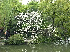 Hangzhou113