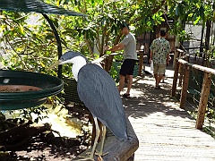 Cairns066