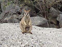 Cairns077