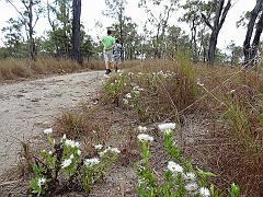 Cairns100