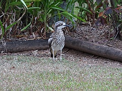 Cairns076