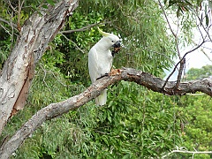 Cairns006