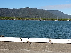 Cairns037