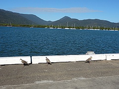 Cairns040