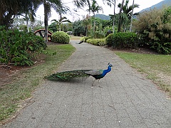 Cairns044