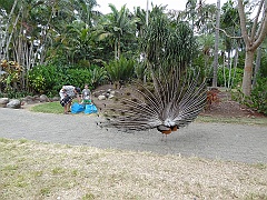 Cairns046