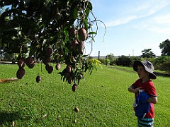 Innisfail-Atherton051