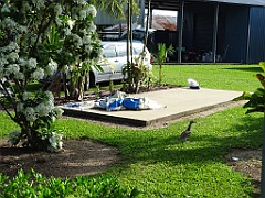 Innisfail-Atherton056