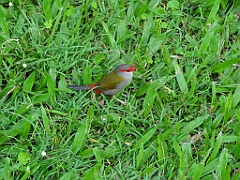 Innisfail-Atherton117