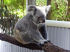 Cairns028