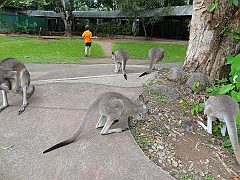 Cairns035