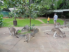 Cairns037