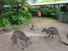 Cairns039