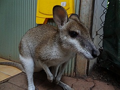 Cairns044