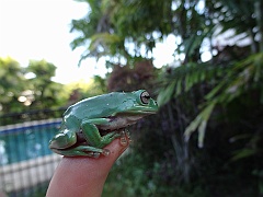 Cairns060