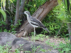 Cairns025