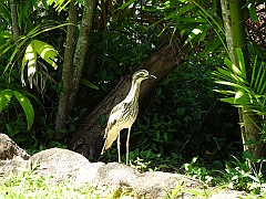 Cairns034