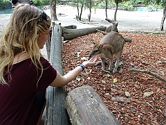 Cairns036