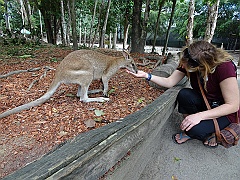 Cairns037