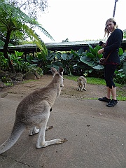 Cairns022