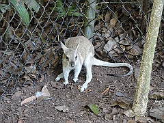 Cairns109