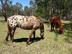 Cairns008