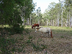 Cairns029