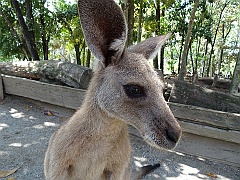 Cairns107