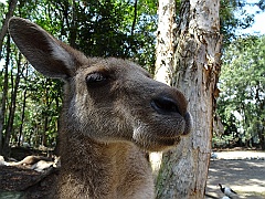 Cairns108