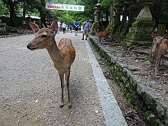 Osaka309