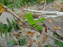 Cairns90