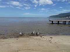 Cairns06