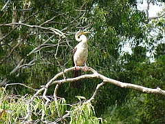 Cairns13