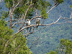 Cairns008