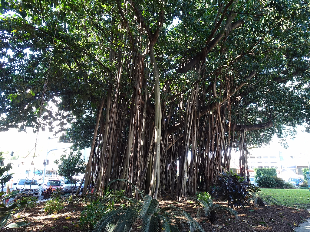 Cairns088.JPG