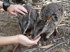 Cairns049