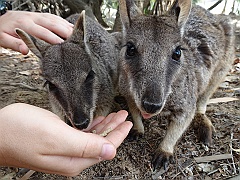 Cairns050