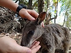 Cairns052