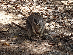 Cairns064