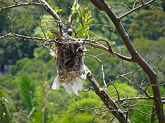 Cairns003