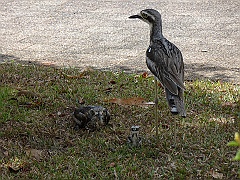 Cairns09