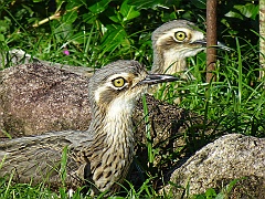 Cairns10